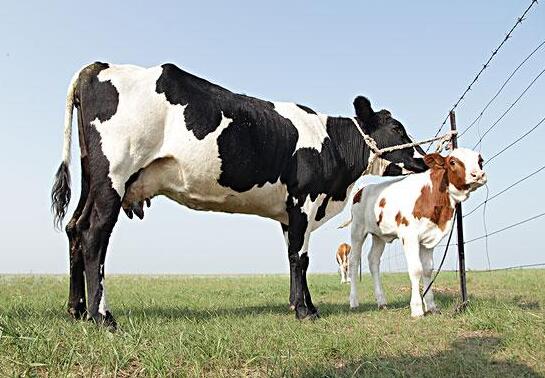 一头奶牛的成本多少钱及注意事项有哪些