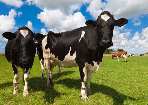 一头奶牛多少钱？在购买的时候需要注意哪些问题？ 
