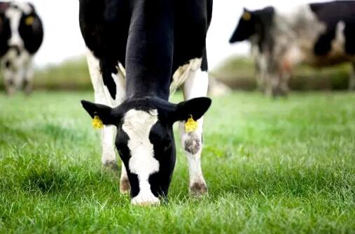 如何预防奶牛得“百叶干”病？