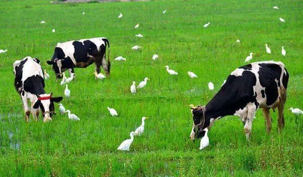农户养奶牛不科学的养法介绍
