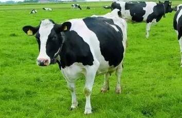 奶牛管理应避开哪些误区？