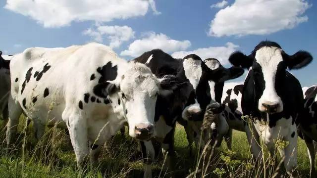 一头奶牛多少钱公司养牛节粮又增收方法