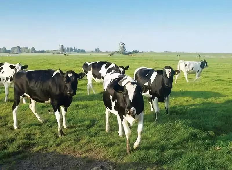 一头奶牛多少钱认为梅雨期间奶牛场如何进行饲养管理