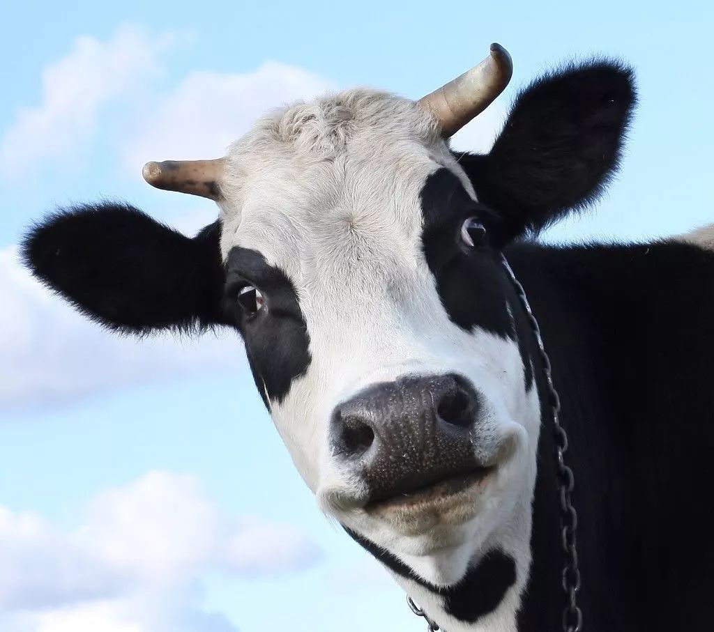 一头奶牛多少钱告诉你养殖奶牛如何让奶牛多产奶