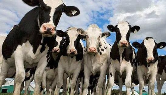 一头奶牛多少钱教您如何正确饲养奶牛