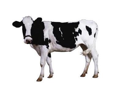 一头奶牛多少钱如何做好奶牛管理工作？