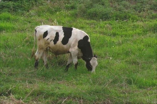 一头奶牛多少钱告诉你如何养殖奶牛