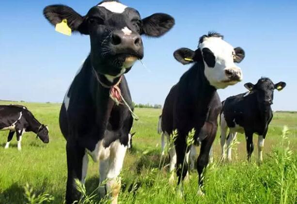 一头奶牛多少钱如何辨别奶牛的健康