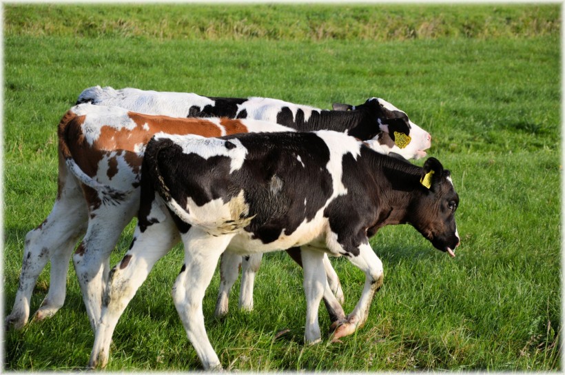 奶牛养殖有什么问题