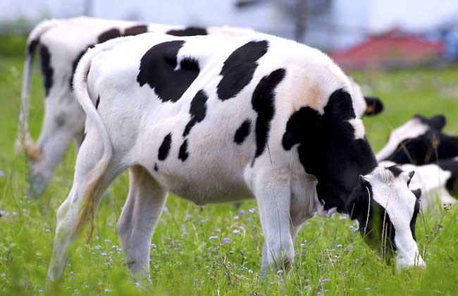 奶牛养殖存在问题及对策
