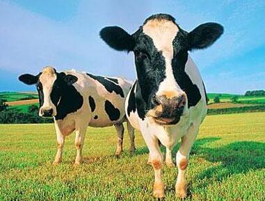 日粮中的能量水平对奶牛有什么影响？