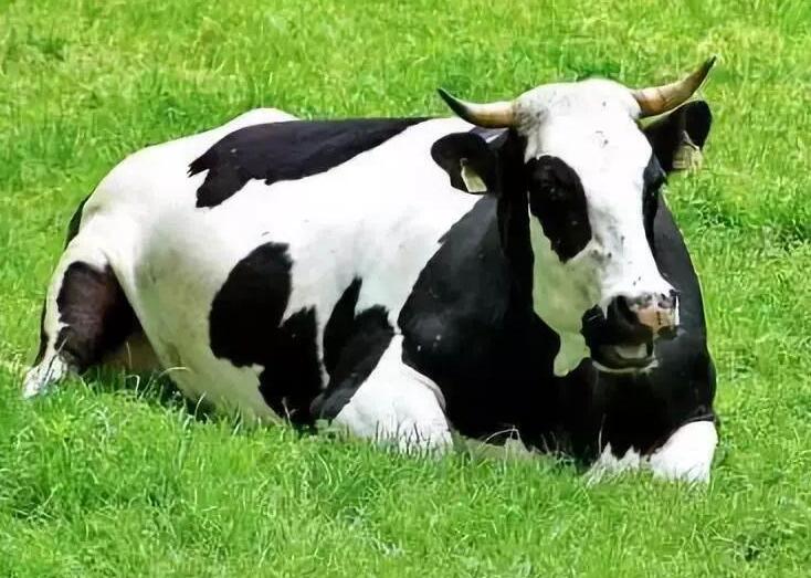 提高奶牛受孕率的关键因素有哪些？