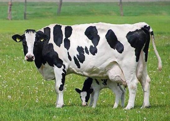 高产牛的体貌特征有哪些好确认的特点