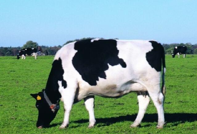 哪些原因导致饲养奶牛失败呢？