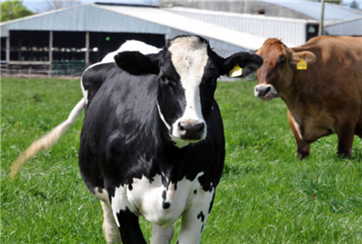 夏季一头奶牛多少钱公司奶牛养殖注意问题