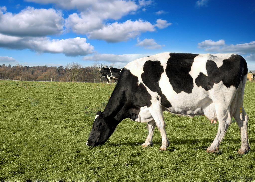 影响奶牛产奶的因素有哪些呢