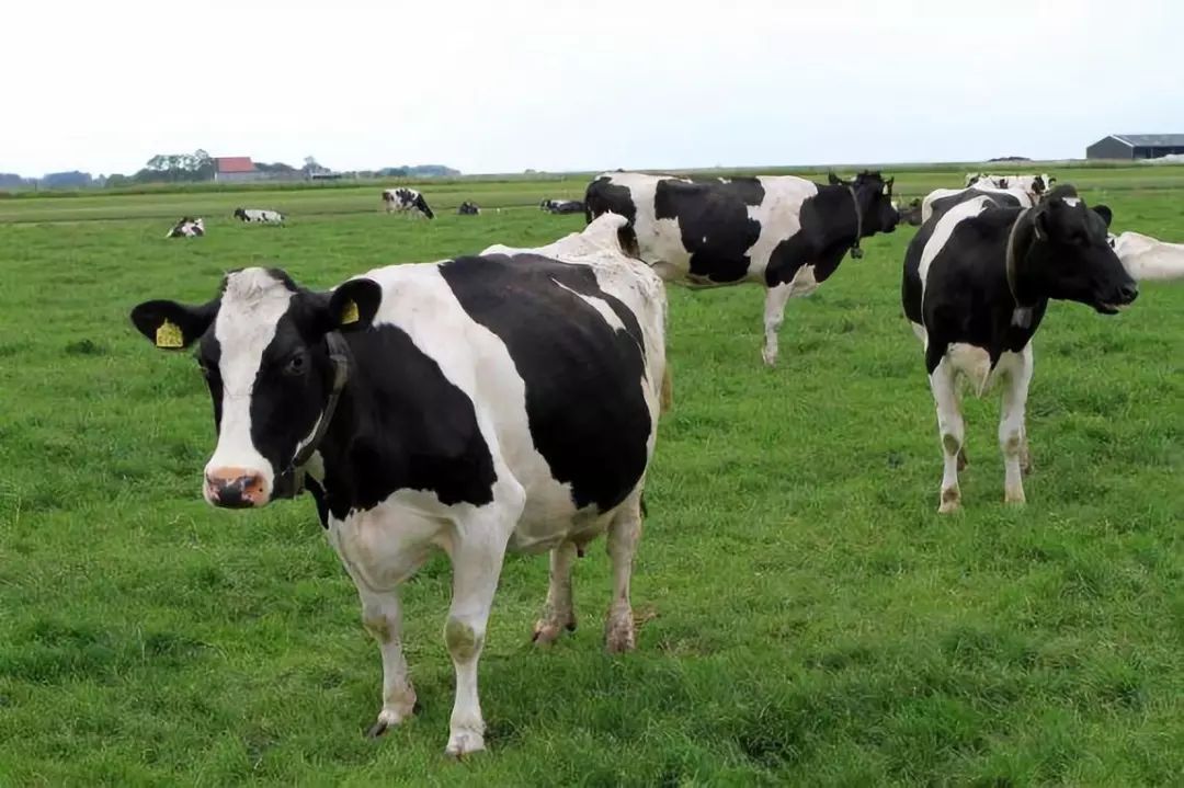 一头奶牛多少钱奶牛增加产奶量