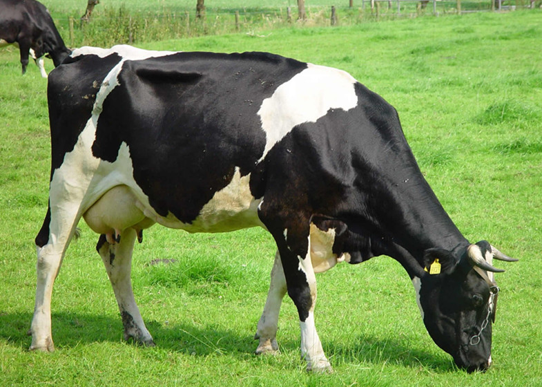 一头奶牛多少钱奶牛的管理