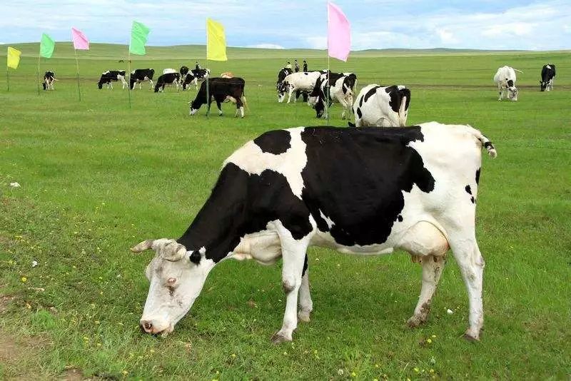 一头奶牛多少钱说一说奶牛的饲养方法