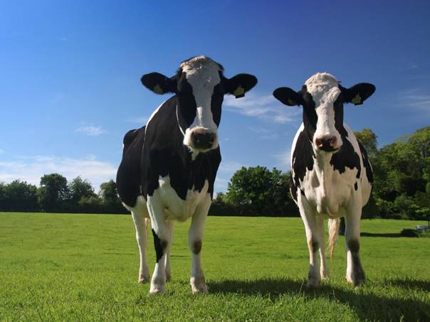 提高一头奶牛多少钱奶牛产奶量的喂牛方法
