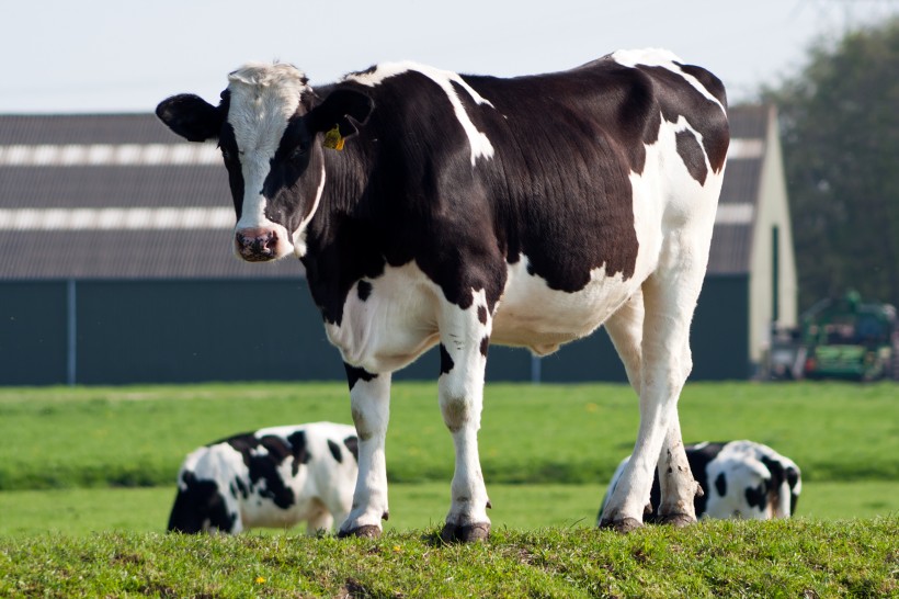 一头奶牛多少钱公司治疗奶牛胃肠炎