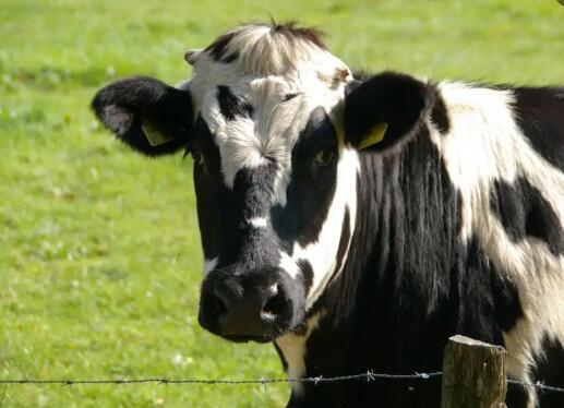 你知道奶牛多少钱一头吗？